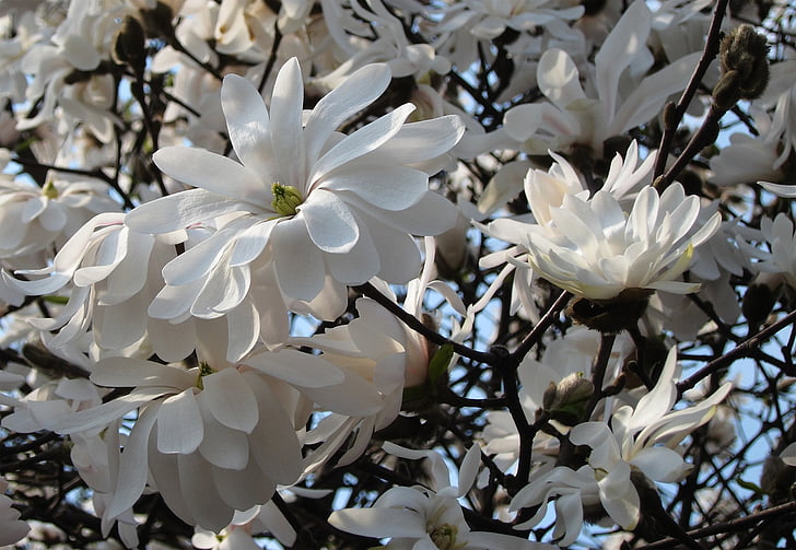 Flora, Magnolia, Magnolia drzewa, kwiaty, Natura