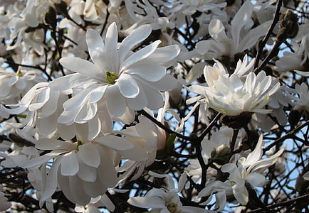 Flora, magnolija, magnolija drevo, cvetje, narave