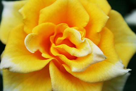 Róża, żółty, kwiat, Bloom, makro, zapach, Róża Kwiat
