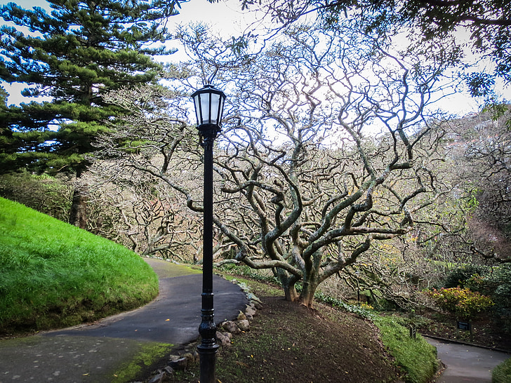 Park, Záhrada, Lampáš, strom, Nový Zéland, Wellington