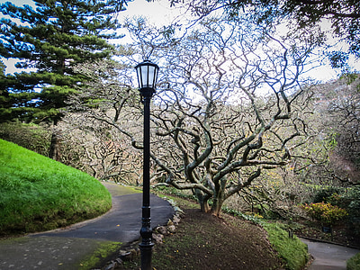 Park, trädgård, lykta, träd, Nya Zeeland, Wellington