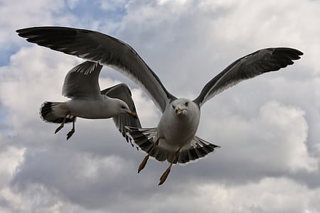 animal, sky, cloud, coast, beach, sea gull, seagull