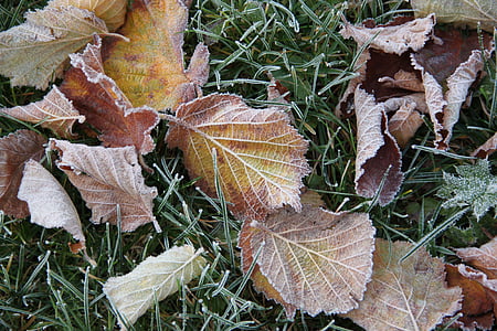 hoarfrost, frost, ripe, leaves, winter, cold, silent