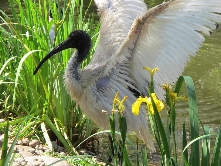 ibis, bird, wing, bill, pond, park, plumage