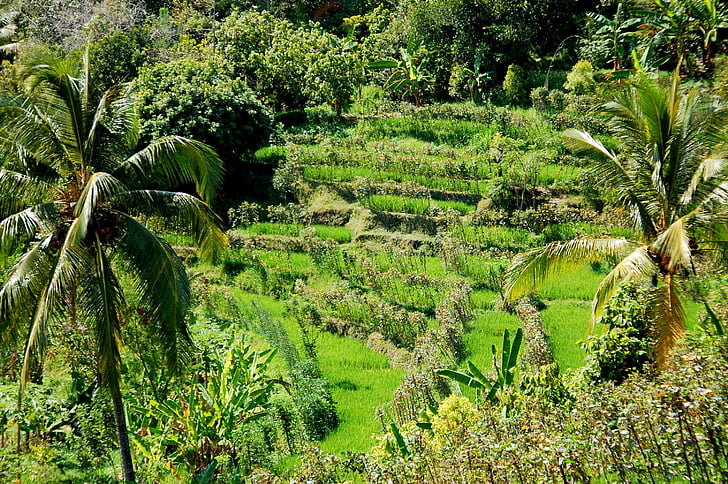 ryžové polia, Bali, Cestovanie