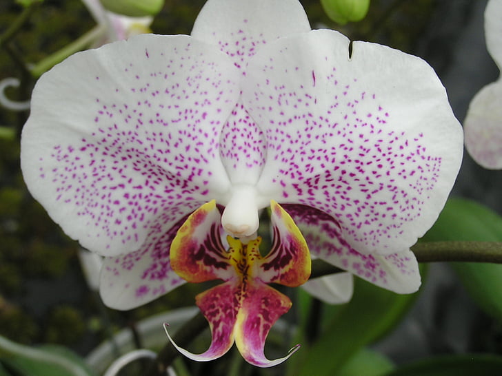 orchidej, květ, růžová orchidej, Phalaenopsis, okvětní lístky