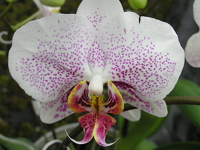 orchidea, kvet, ružová orchidea, Phalaenopsis, lístkov