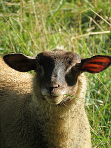 moutons, nature, animal, mammifère, herbe, ferme, bétail