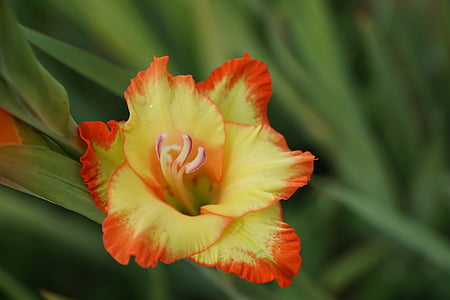 Gladiolen, Blume, Sommer