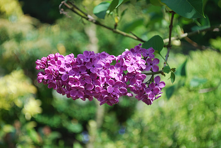 Lilac, Sân vườn, Hoa, thực vật, Thiên nhiên, nở hoa, màu tím
