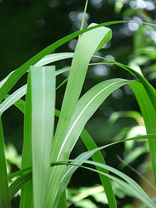 Giant chinaschilf, Reed, Słoń trawa, roślina, Miskant olbrzymi, Miscanthus, Miscanthus sinensis