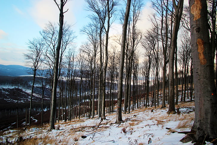 Zimní, Les, strom, stromy, sníh, Příroda, obloha