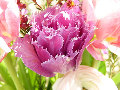 tulipes, fleurs, Rose, printemps, bouquet, lumière du soleil, anniversaire