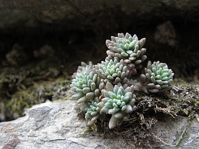 pianta, pietra, Formazione di incrostazioni, natura, autunno, Cactus, crescita