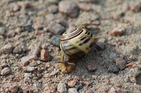 snail, shell, nature, animals, land snail, mollusk, slowly