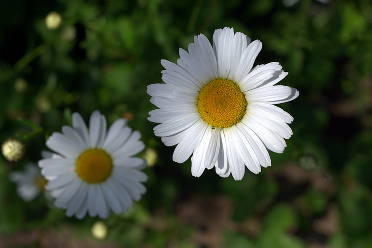 daisies, white flakes, flower, garden, white, yellow, stamens