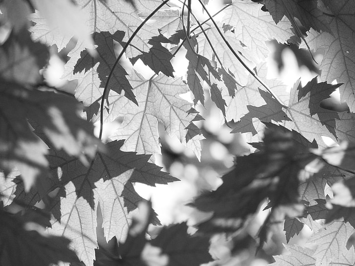 obrúsky, Forest, Príroda, Leaf, čierna a biela, jeseň, Sezóna