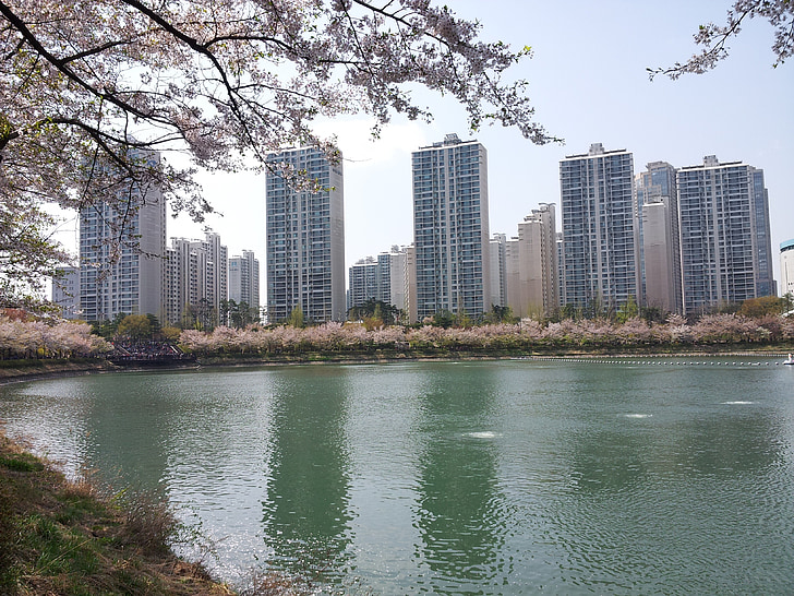 Llac seokchon, Palau del llac, primavera, beoc flors