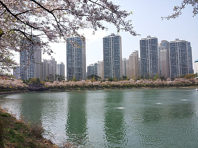 Jezioro seokchon, Lake palace, wiosna, kwiaty beoc