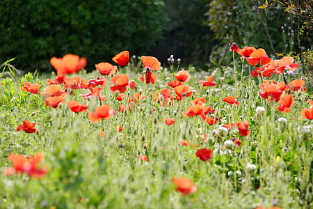 Blume, Mohn, Frühling, Feld, rot, Grün, Landschaft