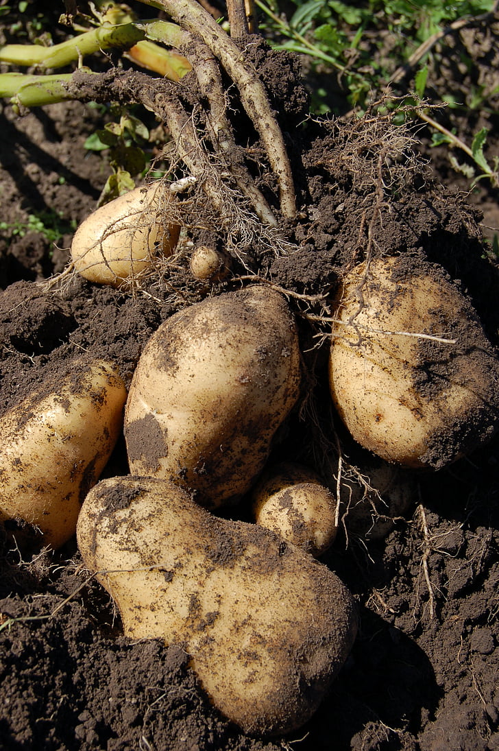 картофи, земя, плодове, Защо, картофи, шума, светлина