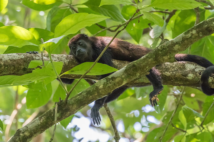 con khỉ rú, con khỉ, rừng mưa nhiệt đới, vùng nhiệt đới, leo lên, cây, Siesta