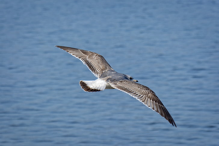 Seagull, Ring-billed, pluma, pájaro del agua, mundo animal, fotografía de vida silvestre, volar