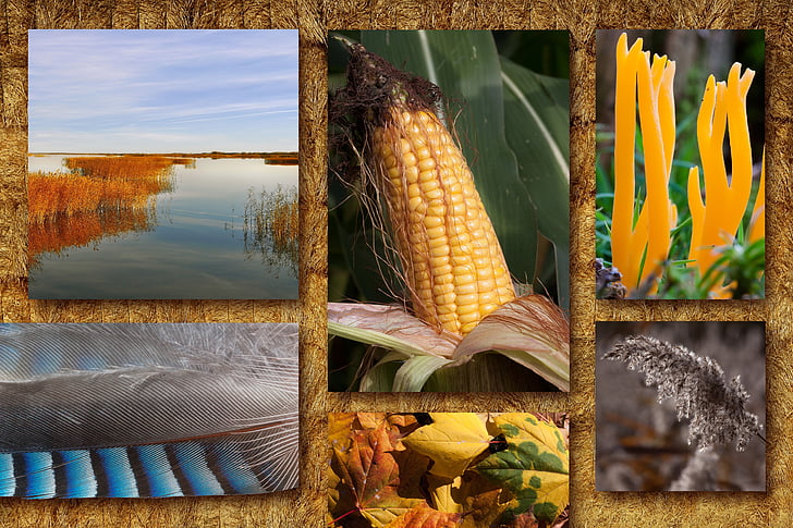 Outono, colagem, humor de outono, festival de outono, milho, folhas de plátano, espiga de milho