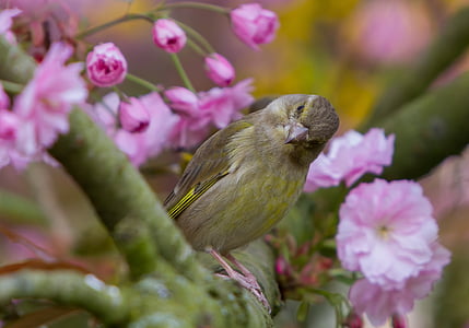 greenfinch, 핑크, 새, 송버드, 귀여운, 자연, 앉아