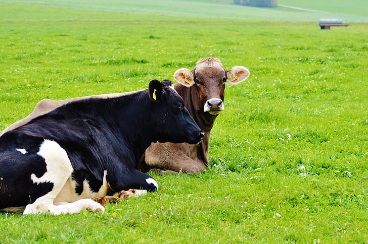 krava, Allgäu, krave, srčkano, prežvekovalcev, krave molznice, pašniki