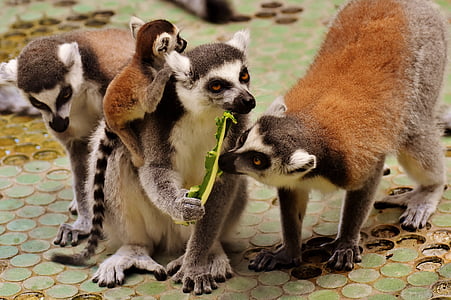 Lemur, familie, schattig, aap, dier, wild dier, Tierpark hellabrunn