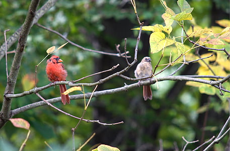 red birds, birds, cardinals, wildlife, nature