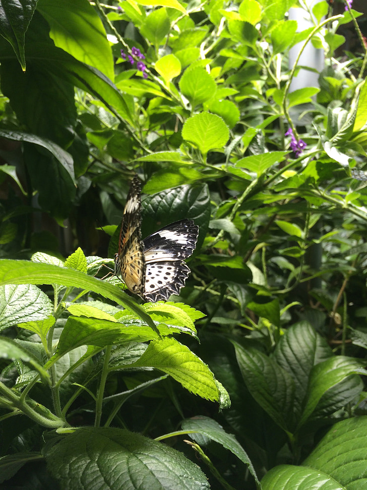 bướm, Làm đẹp, Thiên nhiên