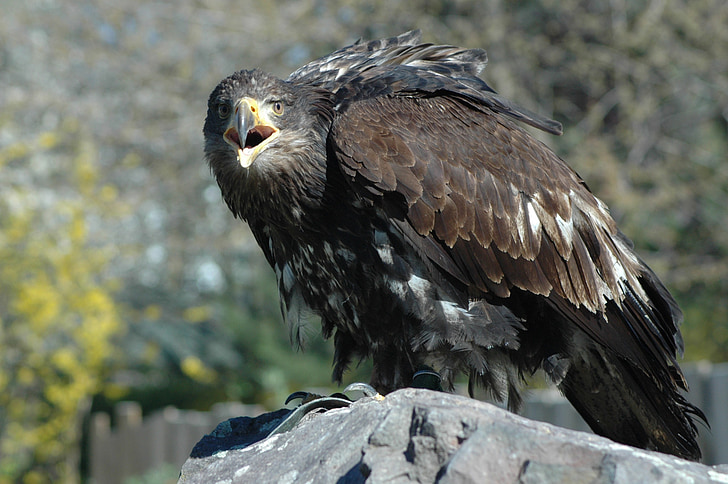 Eagle 4, burung raptor, Duduk