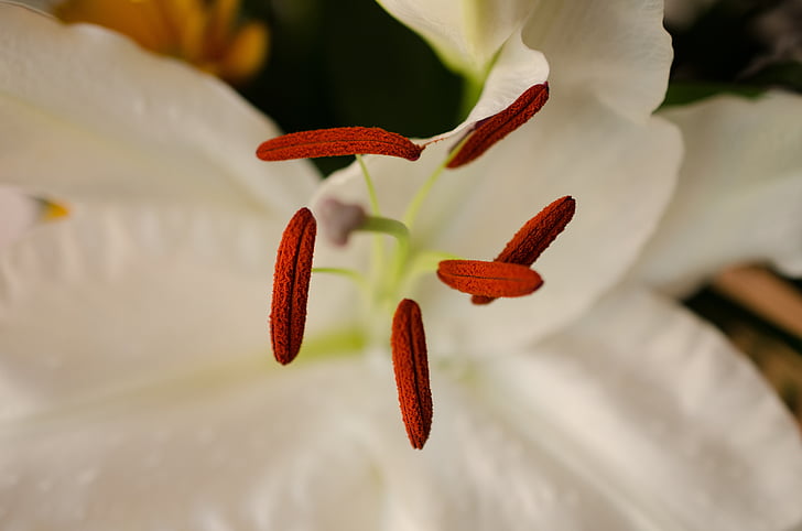 flower, white flower, macro, close, lily, stamen, pollen