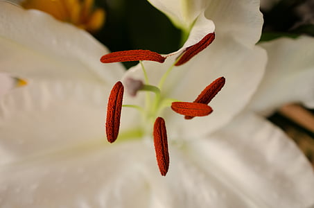bunga, bunga putih, makro, Tutup, Lily, Benang Sari, serbuk sari