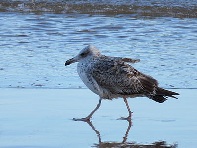 seagull, water bird, sea, water, beach, coast