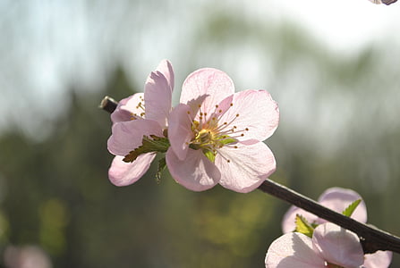 aprikozes, Pavasaris, puķe