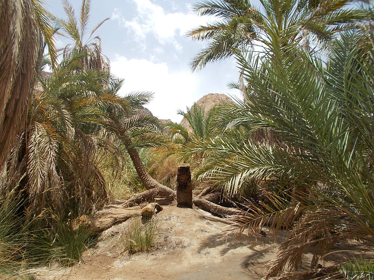 Gamta, oazė kini, Egiptas, kraštovaizdžio, palmės
