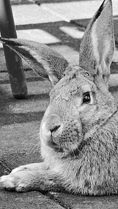 rabbit, hare, animal, pet, nager, ears, spoon