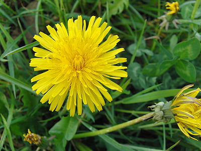 dandelion Umum, Dandelion, kuning, bunga, tumbuhan alami, menunjuk bunga, musim panas