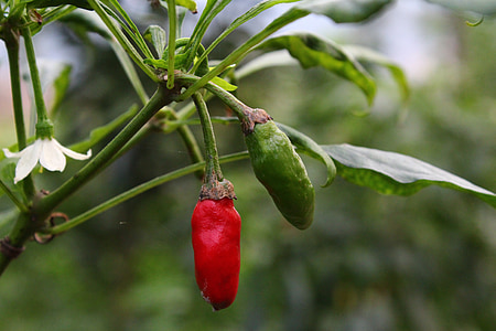 plant, red pepper, flower and leaf and fruit
