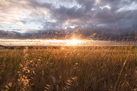 clouds, field, grass, grassland, plains, sunrise, sunset