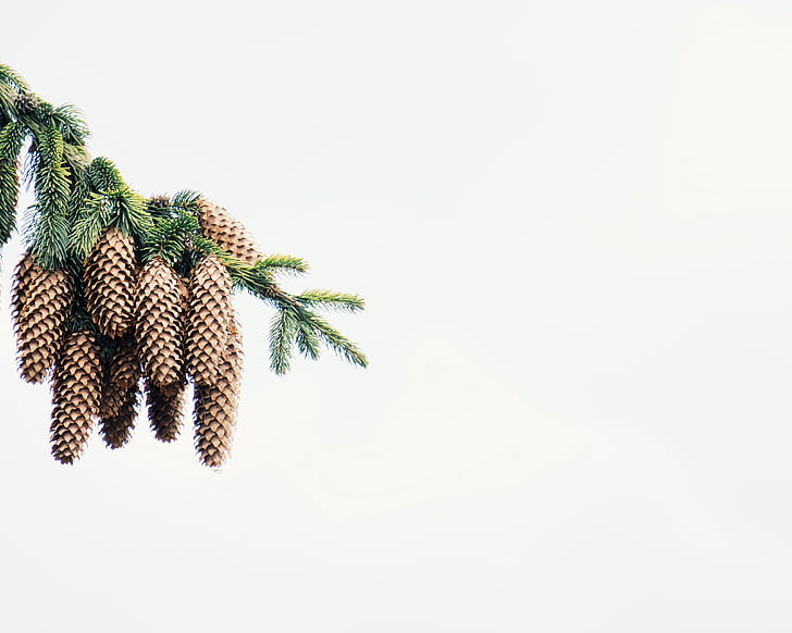 pine, cone, tree, plant, nature, copy space, white background