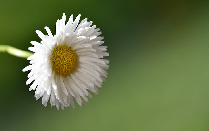Daisy, terävä kukka, valkoinen, Luonto, Sulje