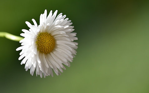 Daisy, hegyes virág, fehér, természet, zár