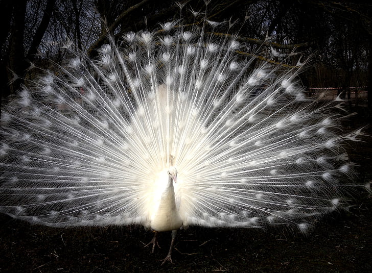 white peacock, bird, feathers, wheel, majestic, wing