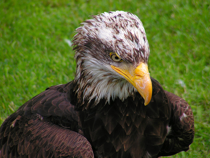 Bald eagle, vadītājs, mláďě, plēsoņa, putns, ērglis, knābis