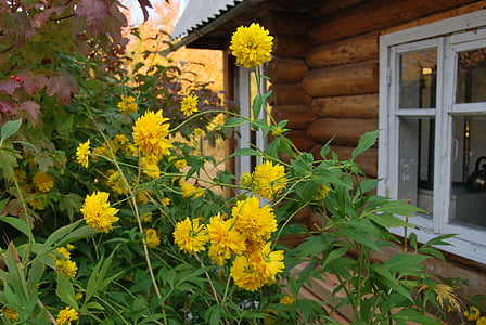 dacha, flowers, house, yellow flowers, summer, plant, yellow