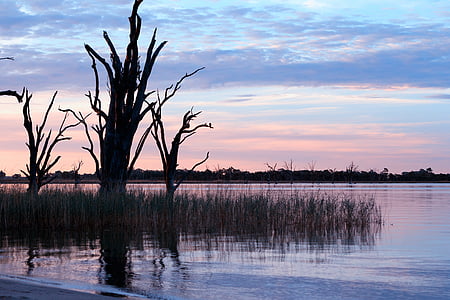 elven, Australia, naturskjønne, kveld, vann, slappe av, solnedgang